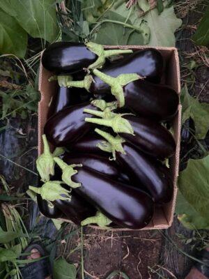 Românii au uitat de roșii! Cozi uriașe în piețe pentru leguma momentului. Câți lei a ajuns să coste kilogramul în Obor