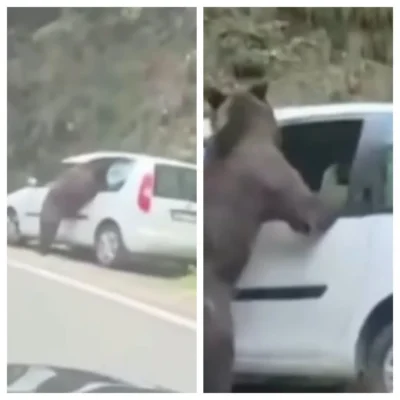 Atac urs pe Transfăgărășan. Mașina unor turiști străini a fost distrusă complet după ce animalul a spart geamul lateral