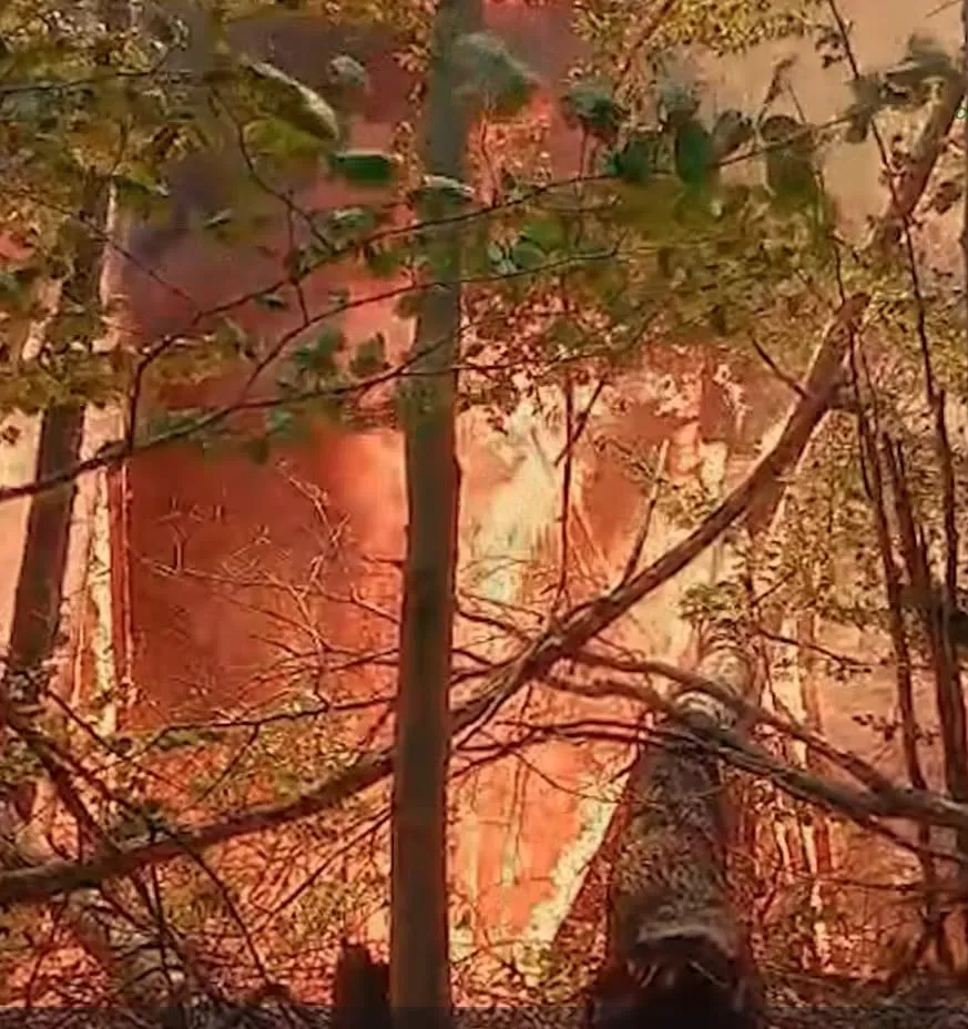 Incendii de vegetație în Caraș-Severin. Zeci de hectare de pădure au fost distruse de flăcări
