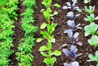 Ce trebuie să pui în grădină în august. Secretul pentru legume proaspete până toamna târziu