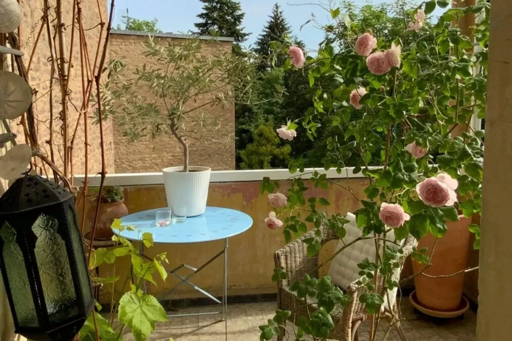 Plantele care supraviețuiesc pe balcon în sezonul rece. Cum să ai o oază verde și colorată toată iarna