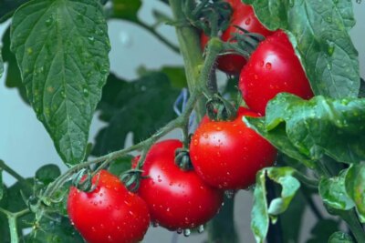 Ce trebuie să faci cu roșiile în august ca să ai o recoltă bogată până toamna