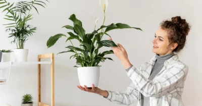 Secretul plantelor care nu au nevoie de soare: ce flori trăiesc fără probleme într-o cameră fără ferestre