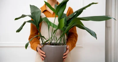 Produsul din bucătărie care îți poate ucide plantele de apartament. Când devine o otravă