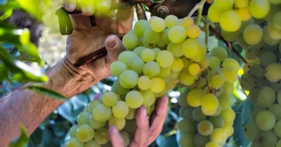 Greșeala care îți usucă strugurii în august! Cum să salvezi imediat recolta din vie