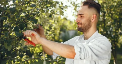 Greșeala din grădină care te lasă fără fructe. Ce pomi nu trebuie să tai niciodată toamna
