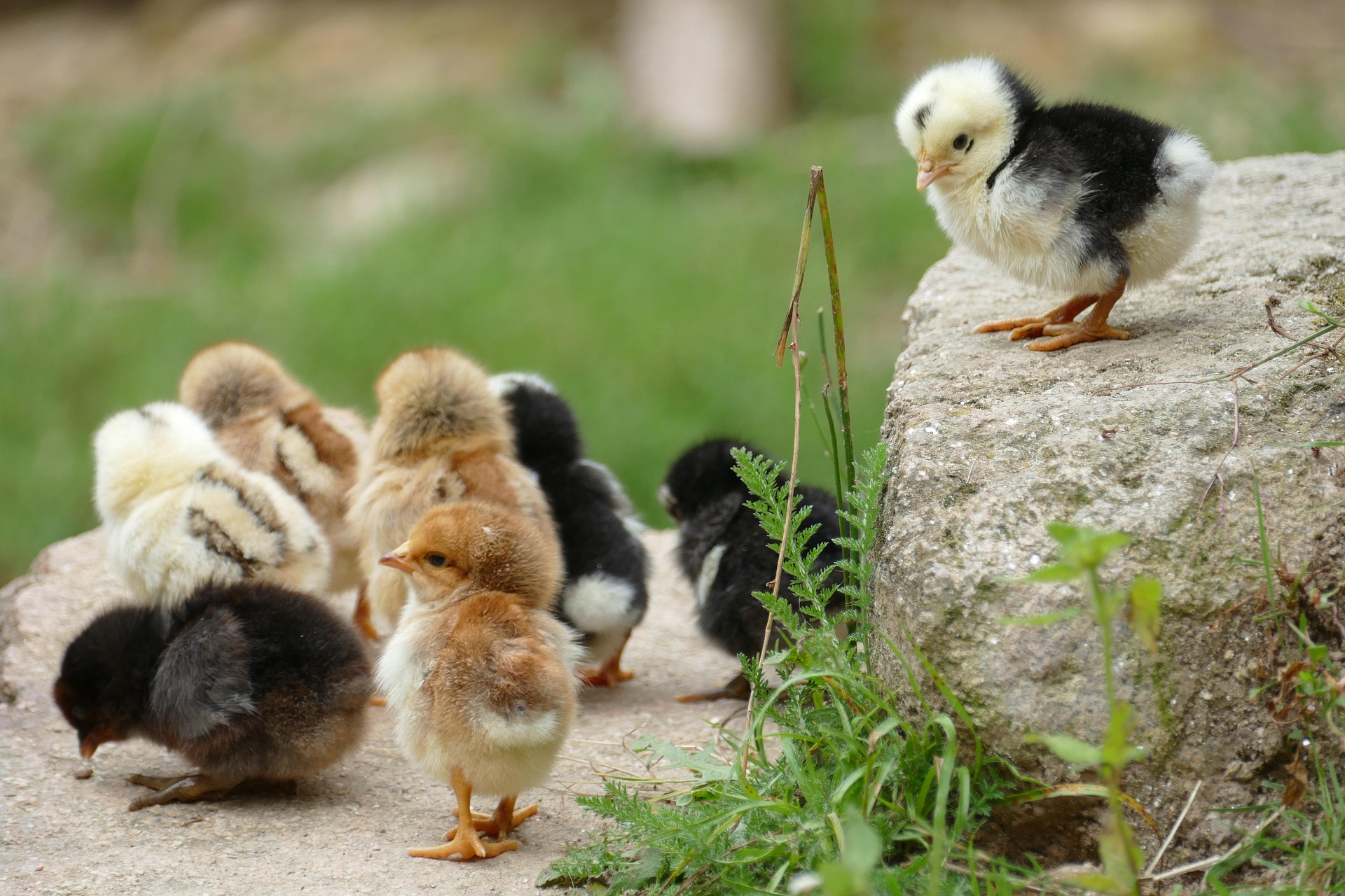 Anunț de ultimă oră pentru toți stăpânii de animale! Ce trebuie să faci obligatoriu pe timp de caniculă