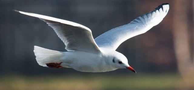 Ce înseamnă dacă o pasăre vine la geam de Sfânta Maria. Semnul neștiut din bătrâni