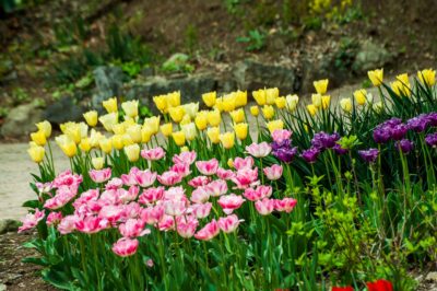 Florile care sfidează canicula! Ce trebuie să plantezi în grădină ca să nu se usuce