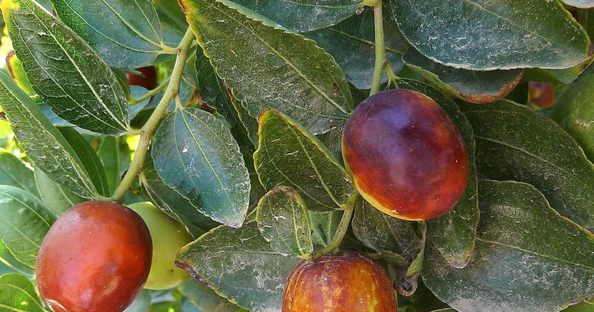 Fructul exotic din Sahara Olteniei. Cum a devenit curmalul chinezesc o afacere agricolă profitabilă pe solurile aride