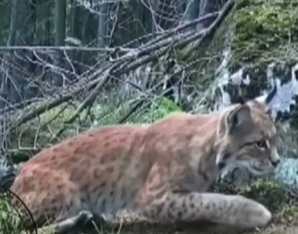 Imagini rare cu un râs surprins în pădurile din Suceava. Felina a trecut de la pândă la o siestă relaxantă