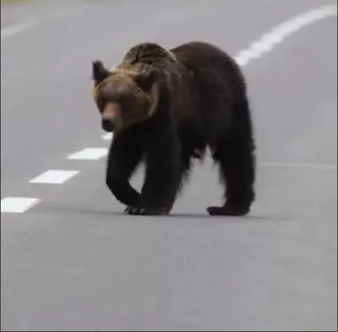 Animale sălbatice semnalate pe străzile din Maramureș. Autoritățile au emis mesaje RO-Alert pentru populație