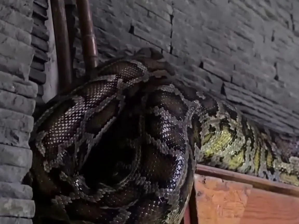Scandal la Grădina Zoologică din Sibiu. Un piton a fost hrănit cu un iepure viu în fața copiilor