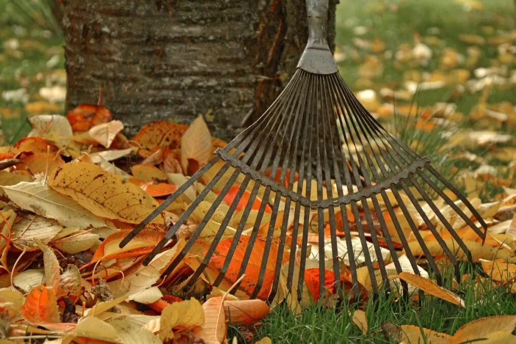 Ce să faci cu frunzele uscate din grădină. Modalități simple de a le valorifica în sol