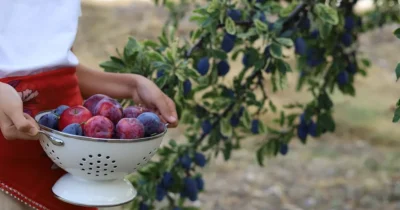 Nu arunca prunele căzute din grădină! Cum să faci „dulceața regilor” pentru iarnă, în trei rețete simple