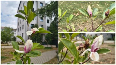 Natura a luat-o razna! Motivul bizar pentru care magnoliile au înflorit la Oradea în august