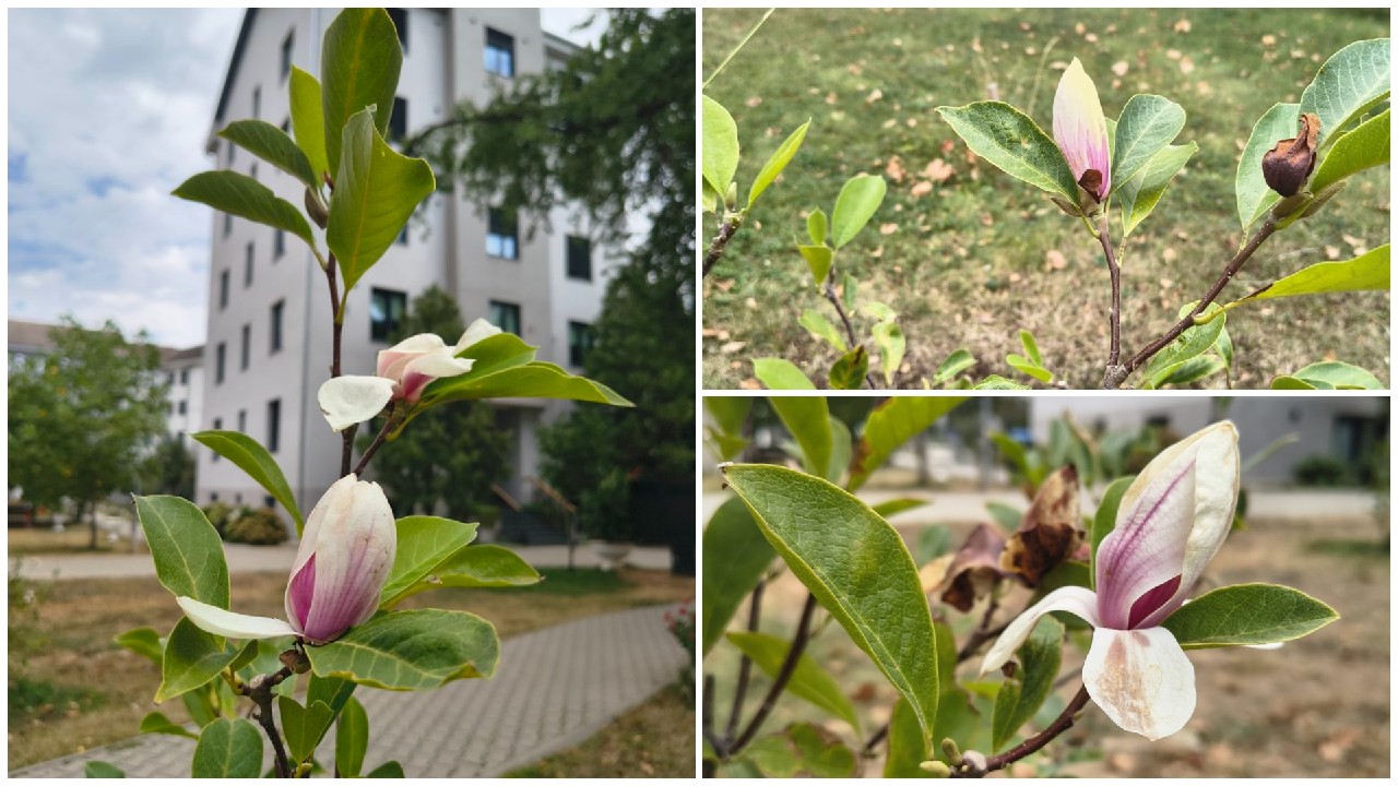 Natura a luat-o razna! Motivul bizar pentru care magnoliile au înflorit la Oradea în august