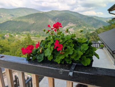 La ce temperatură trebuie luate mușcatele de pe balcon. Cum le pregătești corect pentru iarnă