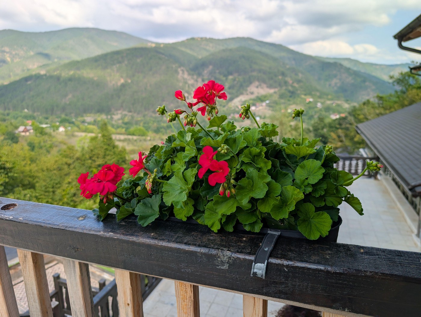 La ce temperatură trebuie luate mușcatele de pe balcon. Cum le pregătești corect pentru iarnă