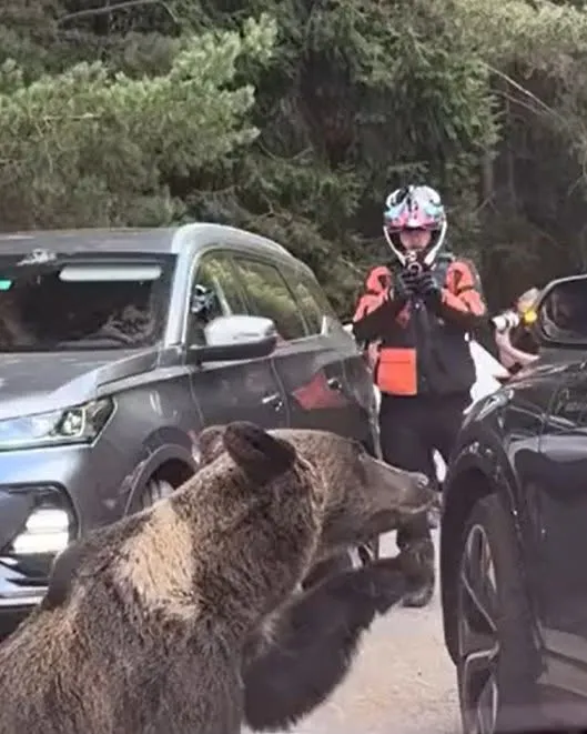 Un turist, la un pas să fie mușcat de o ursoaică pe Transfăgărășan după ce a hrănit-o pe geamul mașinii