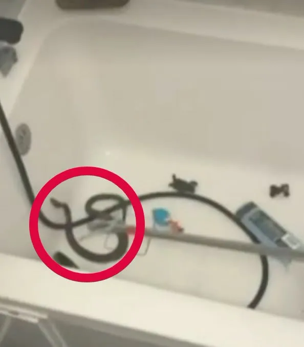 O mamă din Medgidia a găsit un șarpe viu în cadă când se pregătea să îi facă baie copilului