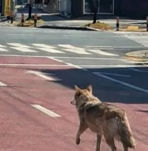 O haită de șase lupi a ucis animale în gospodăriile din Buzău. Localnicii se tem să iasă noaptea din case