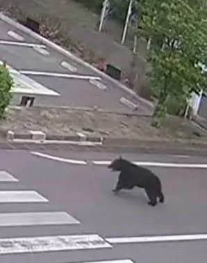 CUTREMURĂTOR! Patru oameni UCIȘI de un URS! Ce au făcut sătenii furioși cu fiara sălbatică!