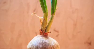 Când se plantează ceapa toamna ca să nu înflorească. Greșeala uriașă pe care o fac mulți grădinari