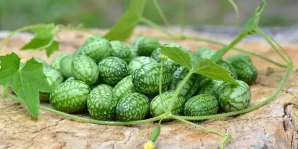 DESCOPERIRE ULUITOARE la Buzău! Leguma EXOTICĂ omologată în România! Cât costă un răsad?