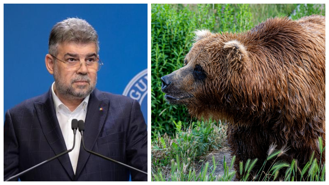 Ciolacu, după ce șeful Salvamont Predeal a fost atacat de un urs: ”Trebuie să începem rapid inclusiv montarea, în zonele de risc, a unor garduri electrice”