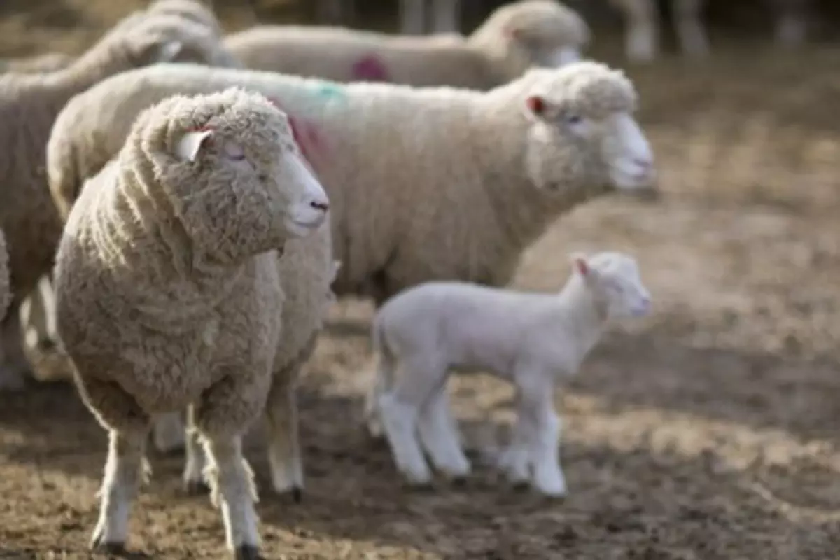 Vești bune pentru fermierii români. Se deschide o nouă piață pentru crescătorii de animale